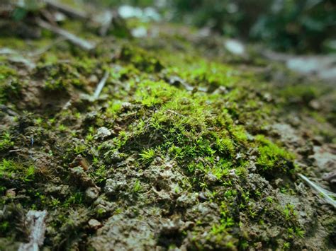 青苔水|藓類植物門